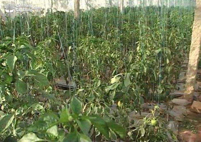 Bệnh héo xanh vi khuẩn trên cây ớt - kythuatcanhtac.com
