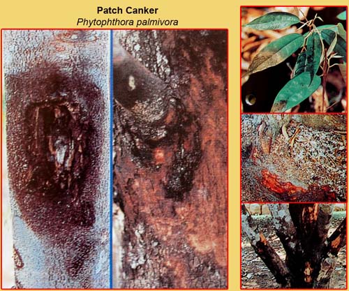 Triệu chứng cây sầu riêng bị nấm Phytophthora Palmivora tấn công - kythuatcanhtac.com