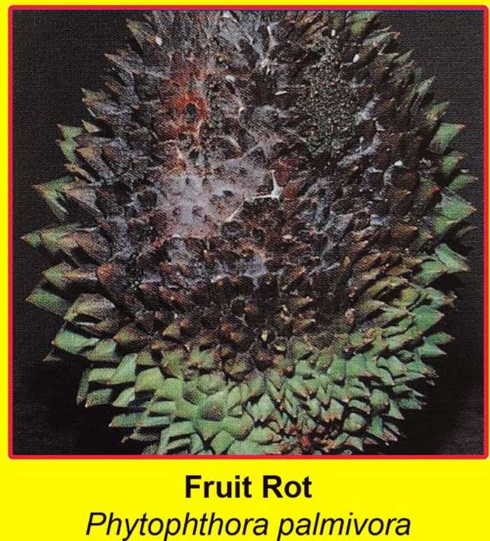Triệu chứng cây sầu riêng bị nấm Phytophthora Palmivora tấn công quả - kythuatcanhtac.com