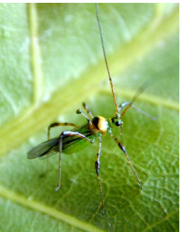 Đặc điểm bọ xít muỗi xanh trưởng thành hại điều - kythuatcanhtac.com