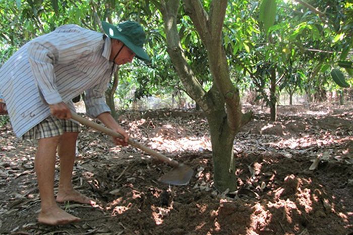 Hướng dẫn kỹ thuật bón phân cho cây ăn quả - kythuatcanhtac.com