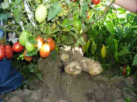 Củ khoai tây, quả cà chua, chuyện lạ, phương pháp ghép cà chua khoai tây 8 - kythuatcanhtac.com