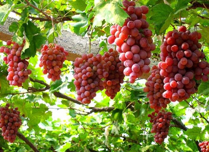Để cây nho phát triển tốt nến bô sung đầy đủ các chất dinh dưỡng cho cây - kythuatcanhtac.com