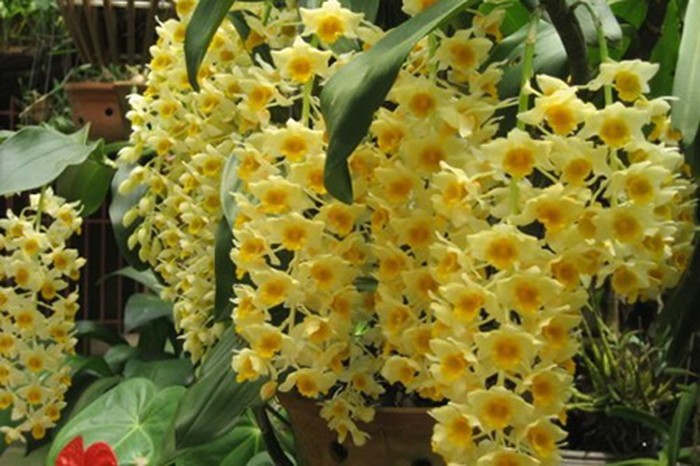 hình ảnh hoa lan đẹp  - kythuatcanhtac.com