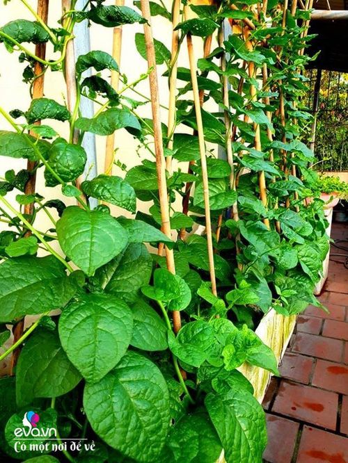 Mẹ Hưng Yên cẩu đất lên sân thượng trồng cà chua, vài tháng sau được cả vườn sai lúc lỉu - 6 - kythuatcanhtac.com