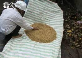 Đổ gọn lúa giống để ủ - kythuatcanhtac.com