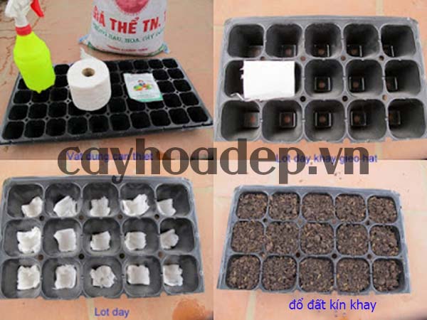 Chuẩn bị khay ươm để gieo giống Dạ uyên thảo - kythuatcanhtac.com