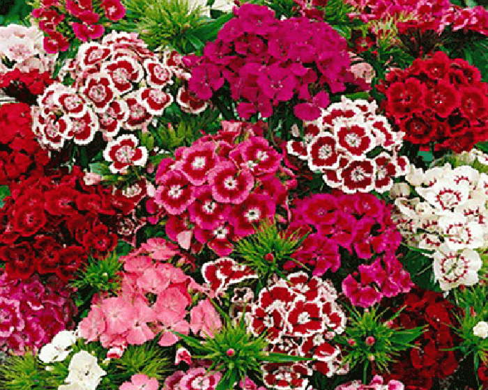 Hoa cẩm chướng chùm có nhiều màu sắc rực rỡ - kythuatcanhtac.com