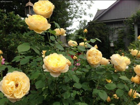 chăm sóc hoa hồng ngoại Charlotte rose - kythuatcanhtac.com
