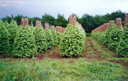 Trồng cây muồng đen làm đai rừng chắn gió cho vườn tiêu  - kythuatcanhtac.com