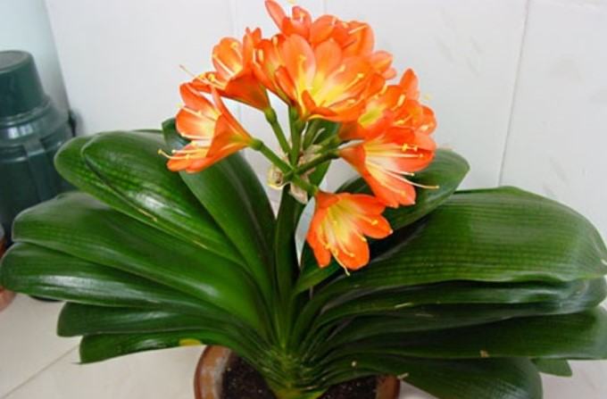 Hoa lan quân tử - Loại hoa có ý nghĩa phong thủy đem lại tài lộc và may mắn 13 - kythuatcanhtac.com