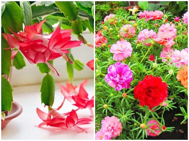 3 loại hoa mùa hè cắm cành vào chậu cũng sống, lười tưới nước một chút là nở đầy nhà - kythuatcanhtac.com