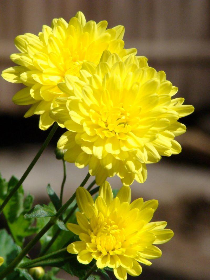 5 loại hoa mang ý nghĩa tài lộc, rằm tháng Chạp nên mua cắm - 1 - kythuatcanhtac.com