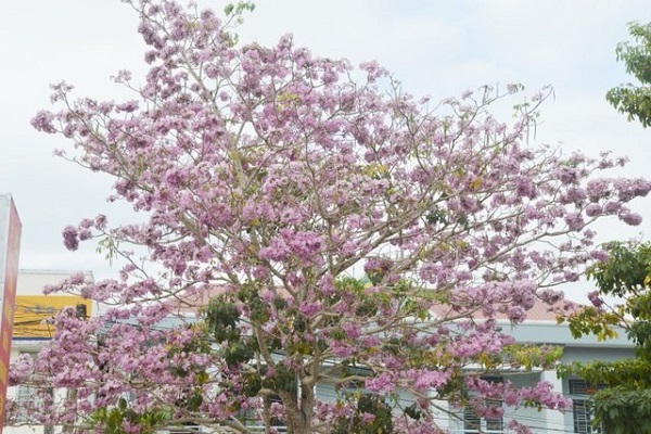 Cây Kèn Hồng có ý nghĩa và cách trồng cây Chuông Hồng ra hoa đẹp - 5 - kythuatcanhtac.com