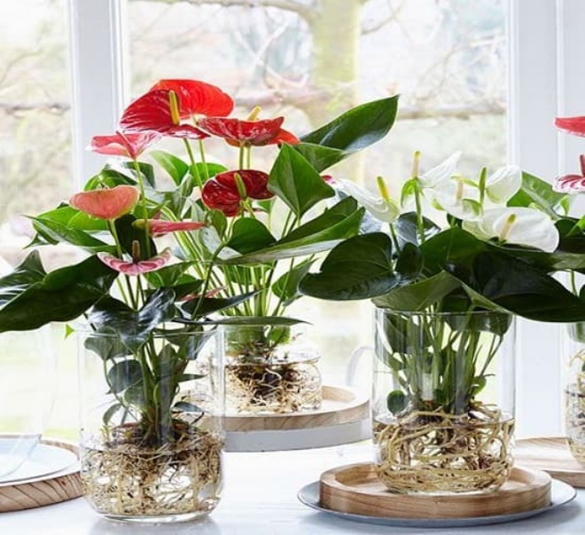 Có 3 loại hoa ở nhà bạn nhớ xịt nước thường xuyên, càng xịt nhiều lá càng tươi - 5 - kythuatcanhtac.com