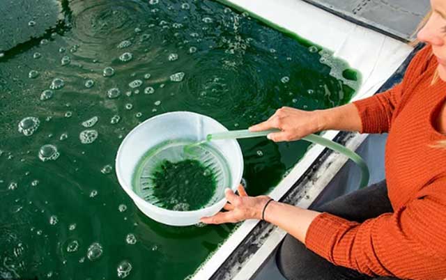 Chăm sóc tảo xoắn spirulina - kythuatcanhtac.com