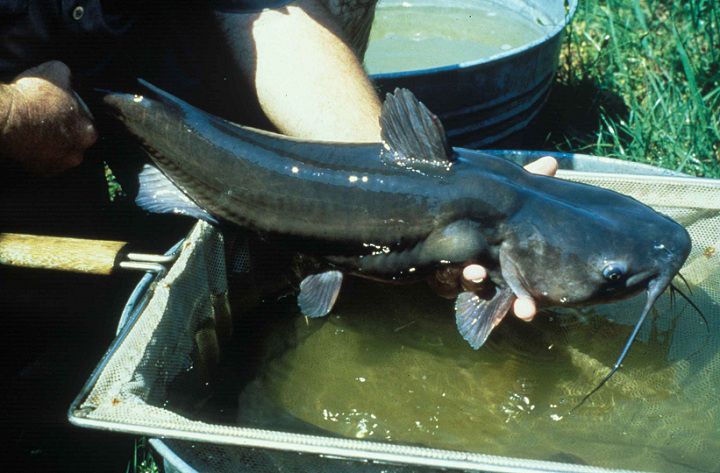 Cá nheo là cá gì? Kỹ thuật nuôi cá nheo nước ngọt. Thức ăn cho cá nhéo - kythuatcanhtac.com