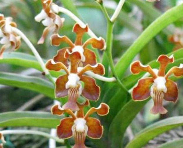 Hoa lan Vanda - Nguồn gốc, đặc điểm, cách trồng và chăm sóc hoa lan vanda 16 - kythuatcanhtac.com