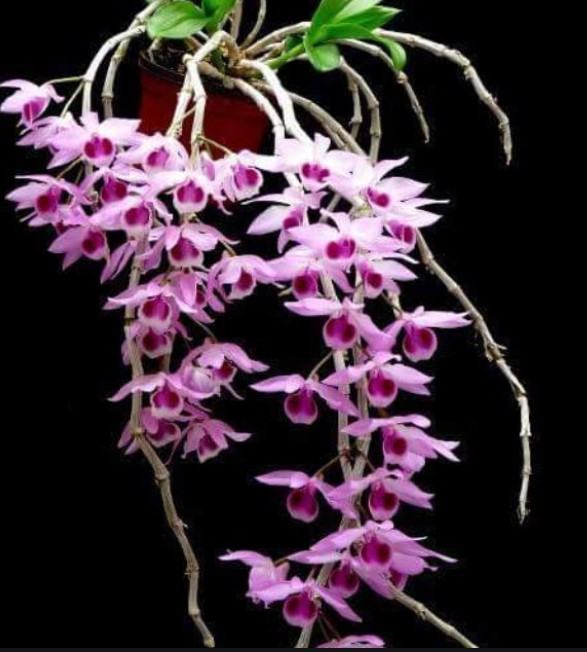 Hoa lan trầm - Những loại hoa lan trầm phổ biến nhất hiện nay 22 - kythuatcanhtac.com