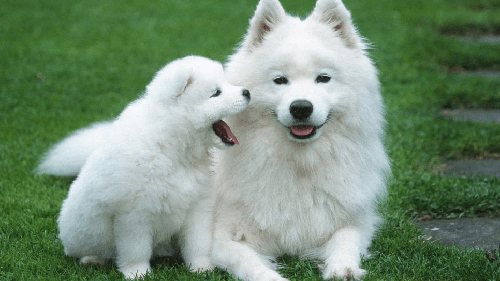 Chó samoyed - Nguồn gốc, đặc điểm và các chăm sóc cho samoyed 12 - kythuatcanhtac.com