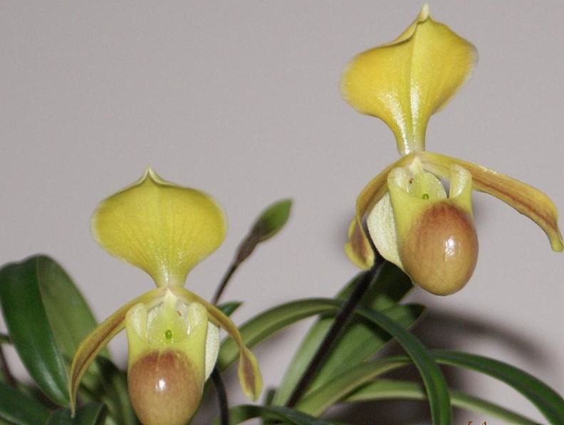 Hoa lan hài - Nguồn gốc, đặc điểm, cách trồng và chăm sóc hoa lan hài 25 - kythuatcanhtac.com