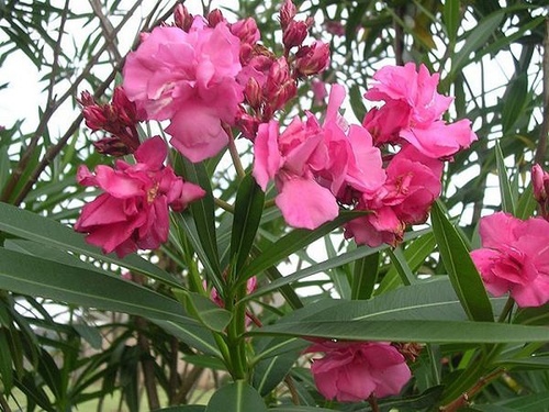 Cây Trúc Đào - Ý nghĩa, cách trồng và chăm sóc cây ra hoa đẹp - 4 - kythuatcanhtac.com