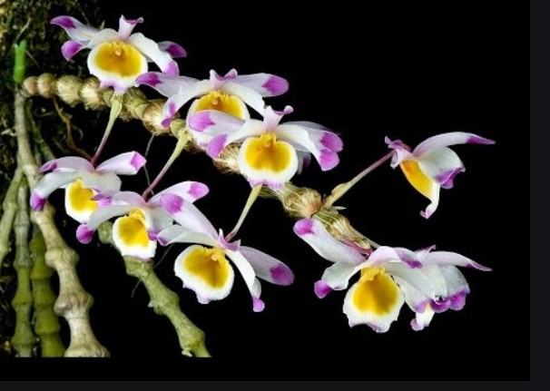 Hoa lan chuỗi ngọc - Loài hoa lan đẹp khiến người nhìn mê mẩn 21 - kythuatcanhtac.com