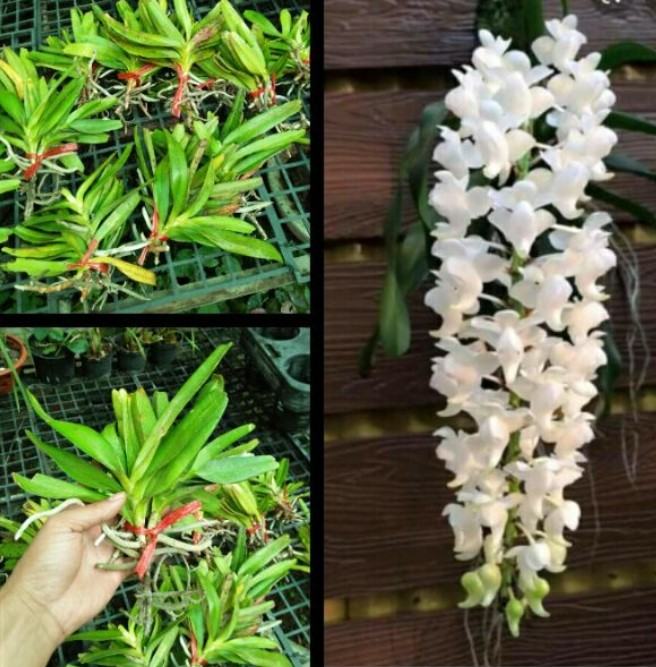 Hoa lan bạch nhạn - Nguồn gốc, đặc điểm, cách trồng và chăm sóc hoa lan bạch nhạn 12 - kythuatcanhtac.com