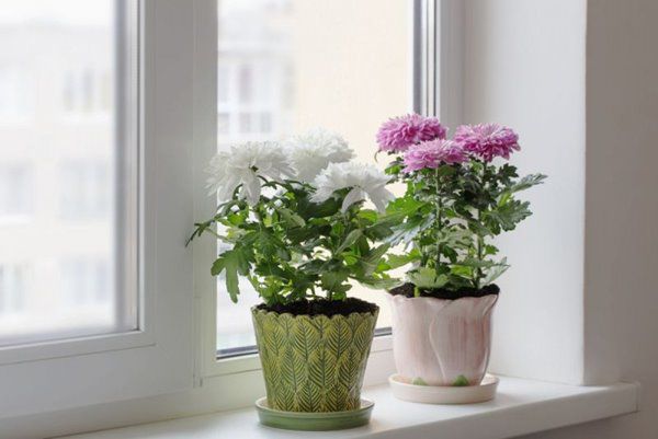 9 loại cây thanh lọc không khí trong nhà tốt nhất mà lại rất dễ trồng - 3 - kythuatcanhtac.com