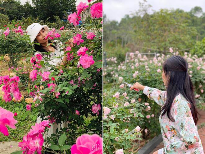 Mê mẩn vườn hồng đẹp như mơ, rộng hàng nghìn m2 của bà mẹ Hà thành - 1 - kythuatcanhtac.com