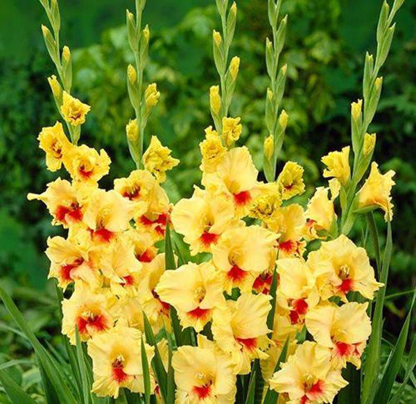 10 loài hoa đẹp nhất thế giới, số 8 ở Việt Nam mọc đầy, vài chục nghìn 1 bó to - 10 - kythuatcanhtac.com