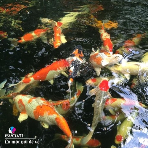 Mẹ Cần Thơ làm vườn như thiên đường, nuôi 20 chú cá khiến dân tình “mê mệt” - 14 - kythuatcanhtac.com