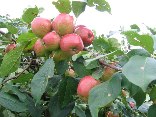 Cách trồng táo bằng hạt - kythuatcanhtac.com