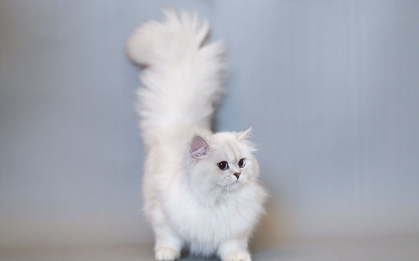 Kiến thức Mèo Anh Lông Dài (British Longhair Cat) A-Z 15 - kythuatcanhtac.com