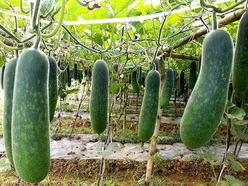 Những loại quả ở Việt Nam mà ai cũng tưởng lầm là rau củ, thứ đầu tiên amp;#34;gây sốcamp;#34; - 8 - kythuatcanhtac.com