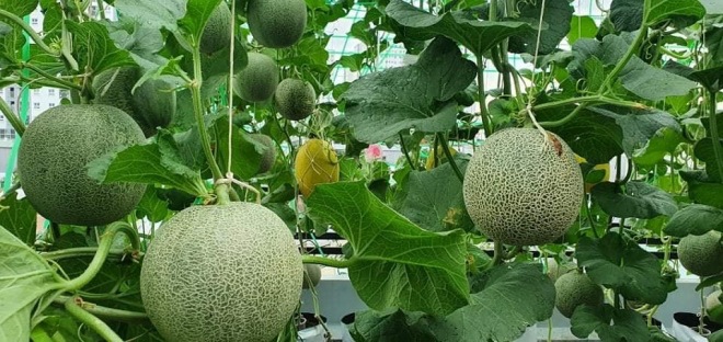Bầu bí 7 tháng, mẹ Sài Gòn vẫn còng lưng trồng rau sân thượng, thành quả ngoài mong đợi - 7 - kythuatcanhtac.com