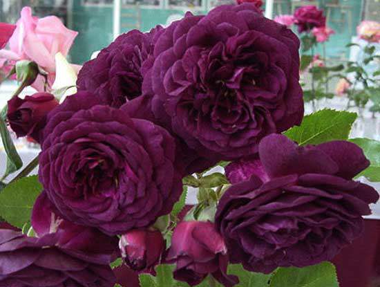 Cách chăm sóc cây hoa hồng tím quý hiếm, không phải chuyên gia vẫn cho hoa đẹp mĩ mãn - 8 - kythuatcanhtac.com