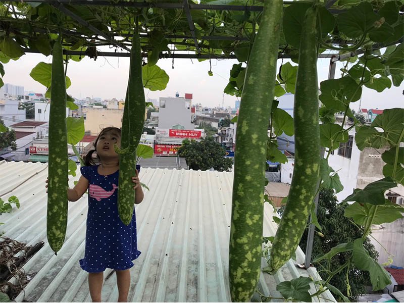 Bố Sài Gòn tận dụng nóc phòng thờ trồng rau, làm vườn sân thượng 52m2 cả nhà ăn không xuể - 4 - kythuatcanhtac.com