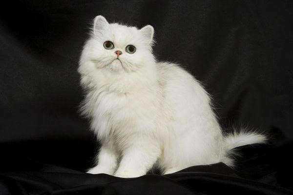 Mèo Ba Tư - Đặc điểm, giá bán, cách nuôi và chăm sóc tốt nhất - 11 - kythuatcanhtac.com