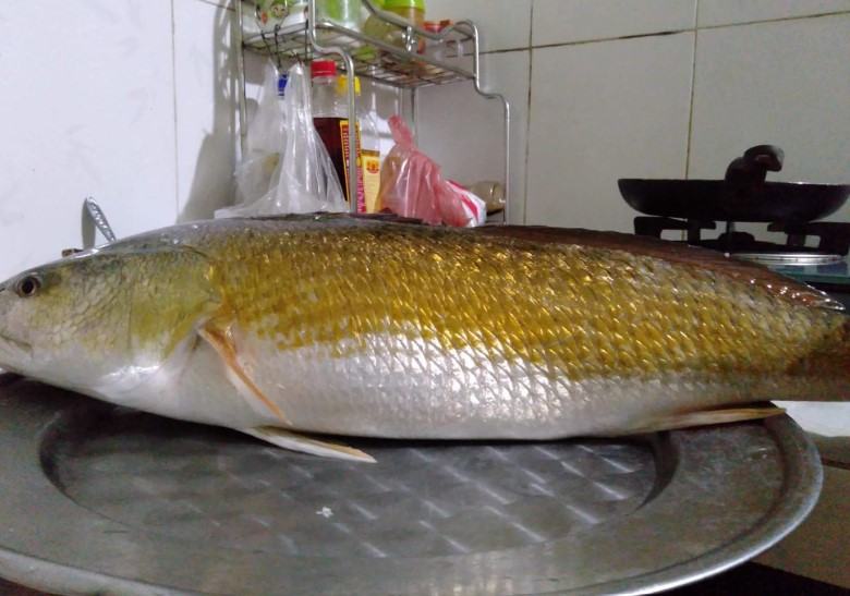 Cá Sủ Vàng - Đặc điểm, Cách phân biệt cá sủ vàng 15 - kythuatcanhtac.com