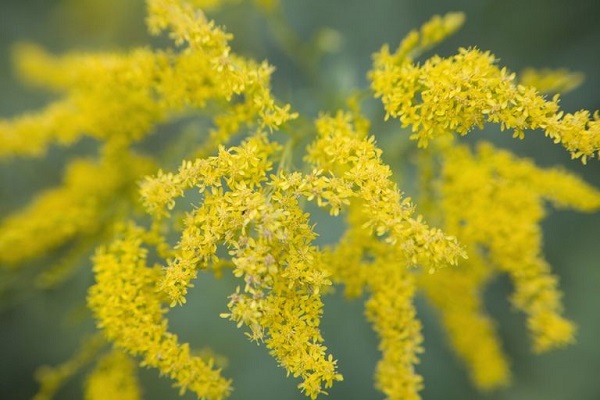 Hoa Hoàng Anh: Đặc điểm, ý nghĩa và cách trồng loài hoa Cúc tuyệt đẹp - 3 - kythuatcanhtac.com