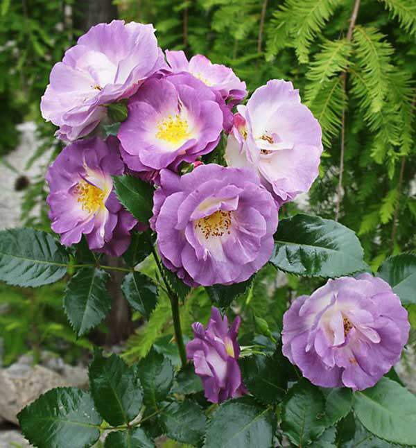 Cách chăm sóc cây hoa hồng tím quý hiếm, không phải chuyên gia vẫn cho hoa đẹp mĩ mãn - 7 - kythuatcanhtac.com