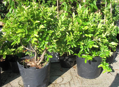 Cây siro - Đặc điểm, cách trồng và chăm sóc cây siro 7 - kythuatcanhtac.com