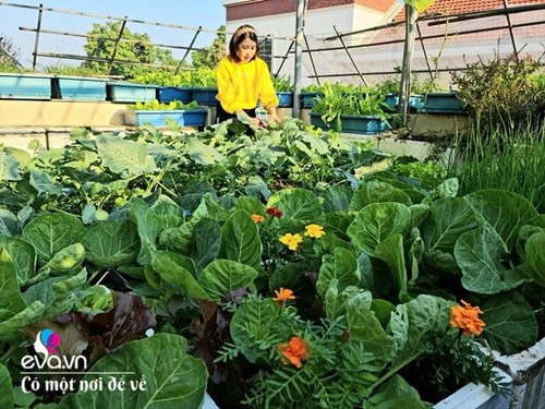 Mẹ Hưng Yên cẩu đất lên sân thượng trồng cà chua, vài tháng sau được cả vườn sai lúc lỉu - 4 - kythuatcanhtac.com