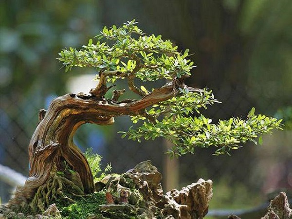 Cây Linh Sam: Đặc điểm, ý nghĩa và cách trồng loài cây độc đáo - 4 - kythuatcanhtac.com