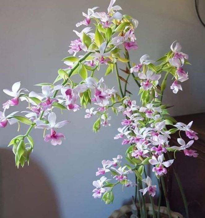 Hoa lan bầu rượu - Nguồn gốc, đặc điểm, cách trồng và chăm sóc hoa lan bầu rượu 17 - kythuatcanhtac.com