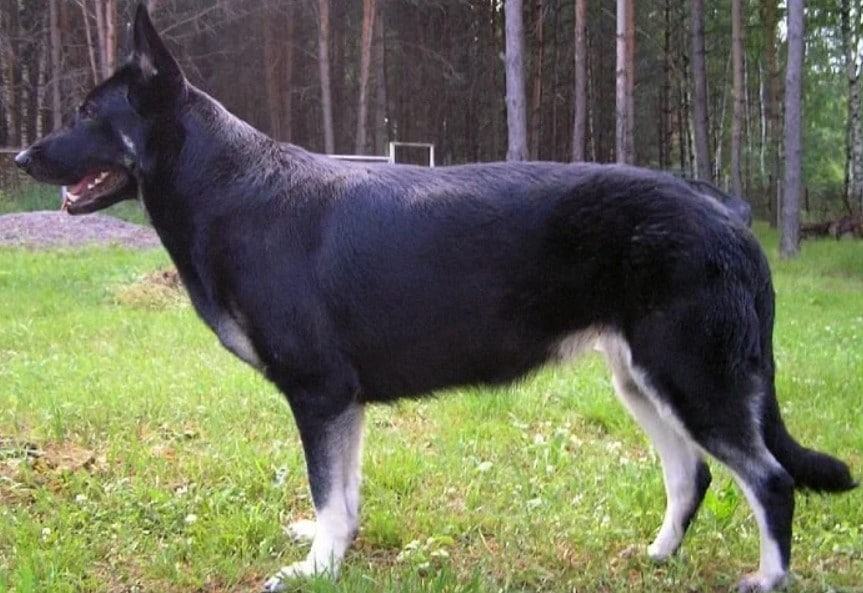 Chó Becgie - Đặc điểm tính cách của giống chó Becgie 11 - kythuatcanhtac.com