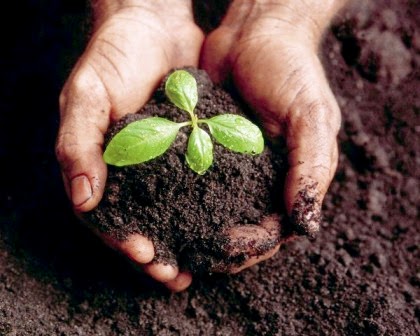 Sử dụng vôi bột giúp cung cấp dinh dưỡng cho cây trồng - kythuatcanhtac.com