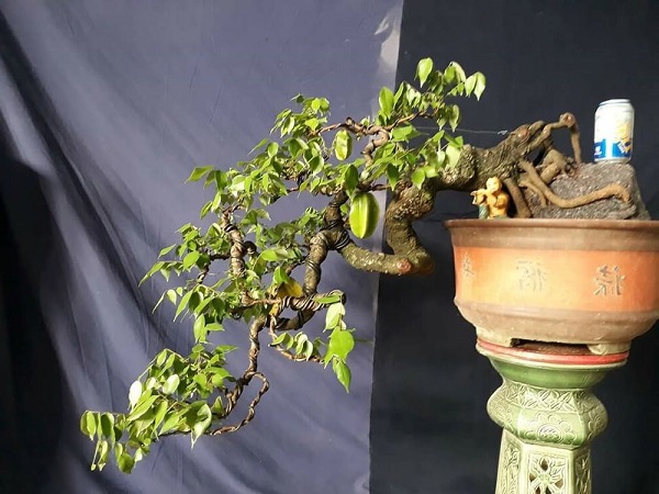 10 Cây cảnh bonsai đẹp nhất và cách chăm sóc cây bonsai đúng kỹ thuật - 15 - kythuatcanhtac.com