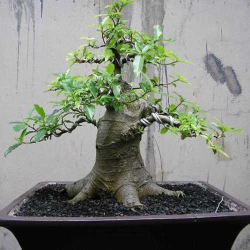 Cách trồng cây sung cảnh - kythuatcanhtac.com